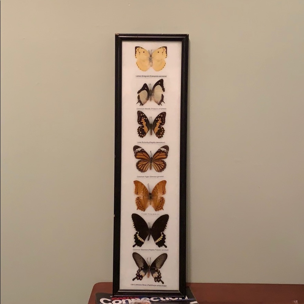 Butterfly Collection Wall Frame